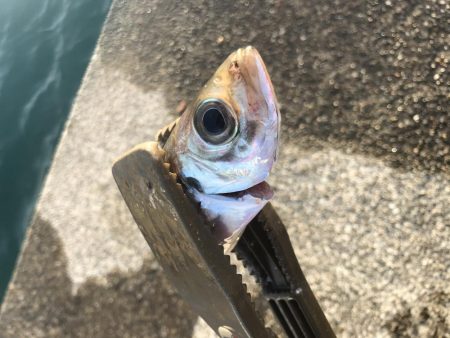 続、アジング練習！