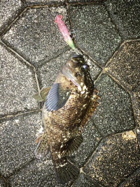 初！ホタパタ釣行