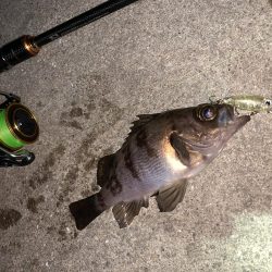 メバルプラッキング14