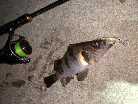 メバルプラッキング14