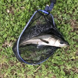 シーバスやっと釣れた。