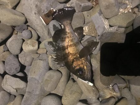 メバリング小遠征