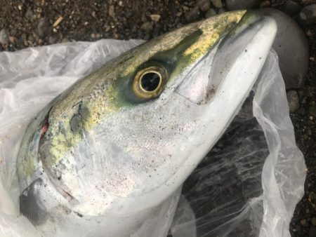 サーフでメジロ1本GET