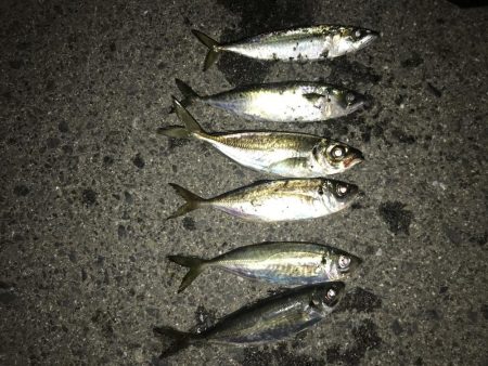 アジの食いしぶりハンパない