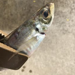 朝マズメのアジング