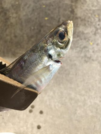 朝マズメのアジング