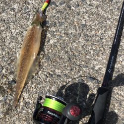 スッテでちゅー