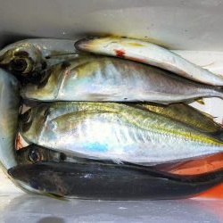 アジ尺オーバー