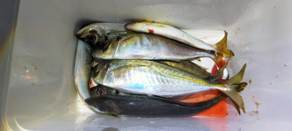 アジ尺オーバー