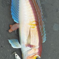 ネギング　五目釣り