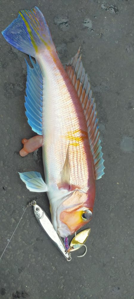 ネギング　五目釣り