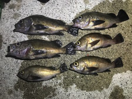 メバル活性化中