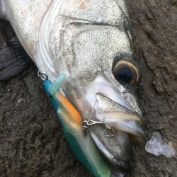 A.P.P フィッシングガイドサービス　プロトルアーにヒラスズキRIDE ON!!