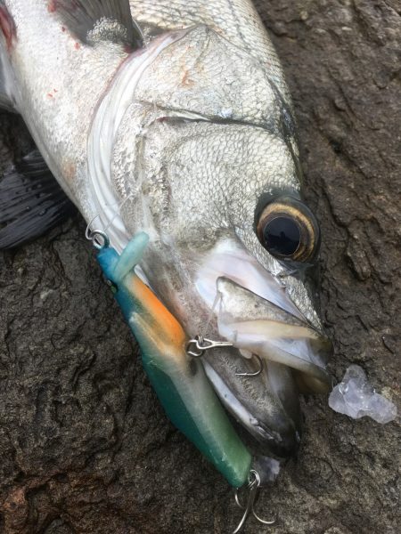 A.P.P フィッシングガイドサービス　プ…