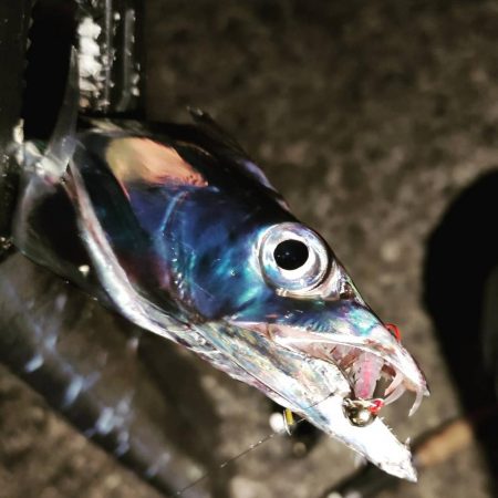 アジングのはずが…