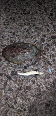 ヤリにいってコウでした