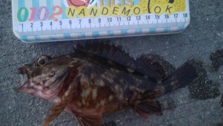 釣りデビュー　91日目