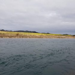 初のサクラマス、渓流