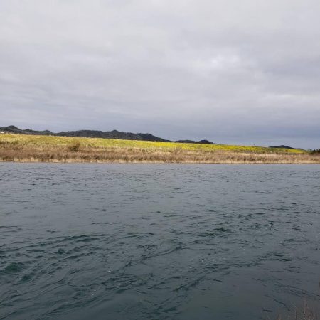 初のサクラマス、渓流