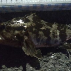 釣りデビュー　99日目