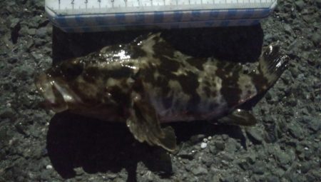 釣りデビュー　99日目