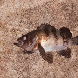 久しぶりのキーパーサイズ