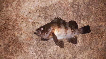 久しぶりのキーパーサイズ