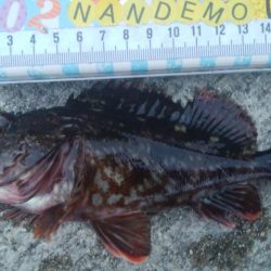 釣りデビュー 101日目