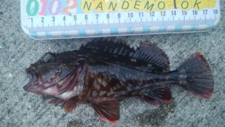 釣りデビュー　101日目