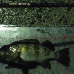 雨中メバリング