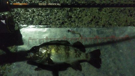 雨中メバリング