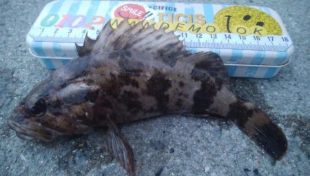 釣りデビュー　103日目