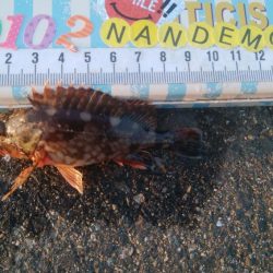 釣りデビュー　104日目