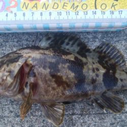 釣りデビュー　105日目