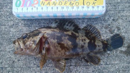 釣りデビュー　105日目