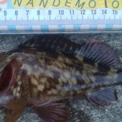 釣りデビュー　106日目