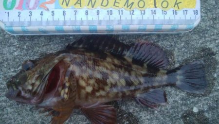 釣りデビュー　106日目