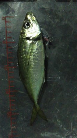 小メバルばかり