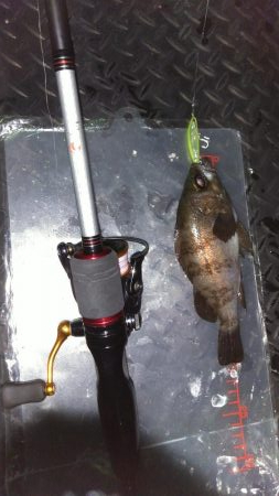 強風メバリング