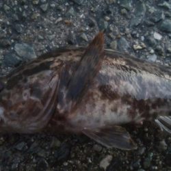 釣りデビュー　111日目