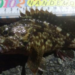 釣りデビュー　113日目