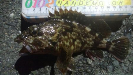 釣りデビュー　113日目