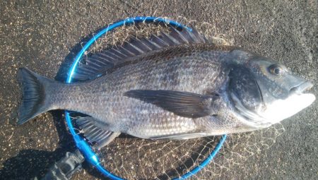 釣りデビュー　114日目