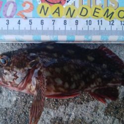 釣りデビュー 115日目