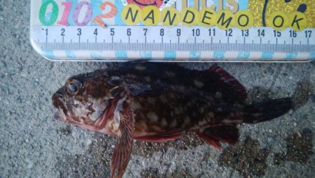 釣りデビュー 115日目