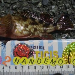 釣りデビュー　116日目