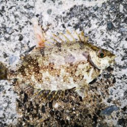 夫婦で五目釣り