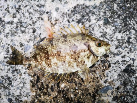 夫婦で五目釣り