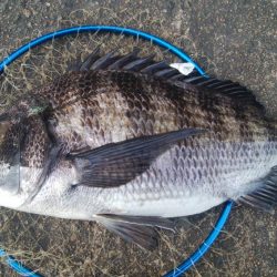 釣りデビュー 117日目