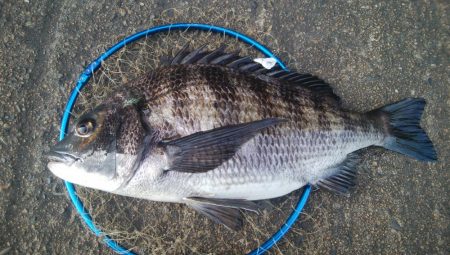 釣りデビュー 117日目